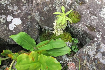 Eucomis bicolor, photographed by James Deacon