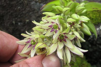 Eucomis bicolor, photographed by James Deacon