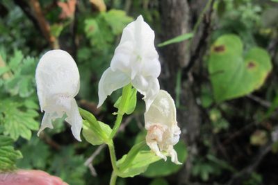 Disperis fanniniae, photographed by James Deacon