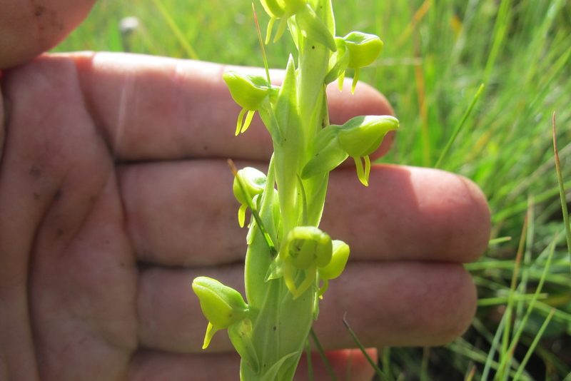 Habenaria laevigata, photographed by James Deacon