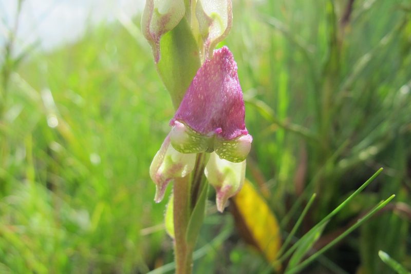 Disperis stenoplectron, photographed by James Deacon