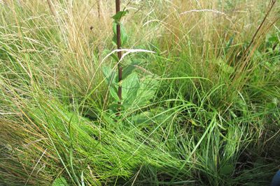 Alepidea cordifolia, photographed by James Deacon