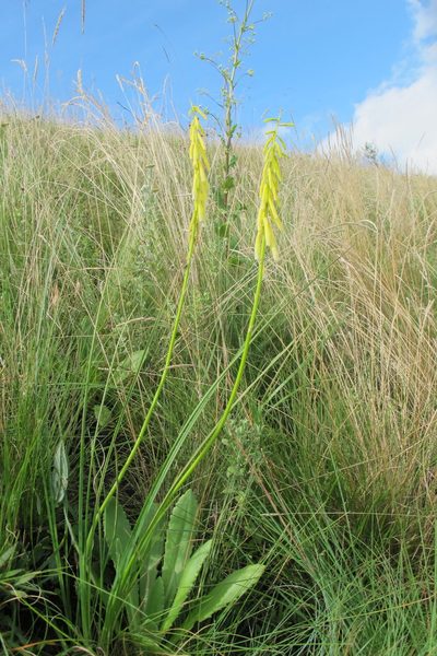 Kniphofia angustifolia, photographed by James Deacon