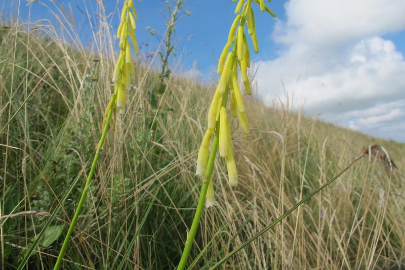 Kniphofia angustifolia, photographed by James Deacon