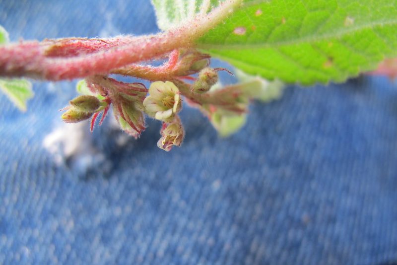 Hermannia oligosperma, photographed by James Deacon