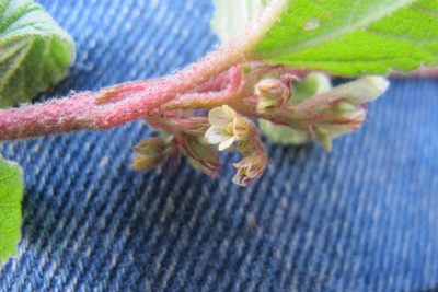 Hermannia oligosperma, photographed by James Deacon