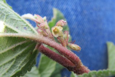 Hermannia oligosperma, photographed by James Deacon
