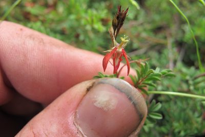 Indigofera woodii, photographed by James Deacon