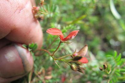 Indigofera woodii, photographed by James Deacon