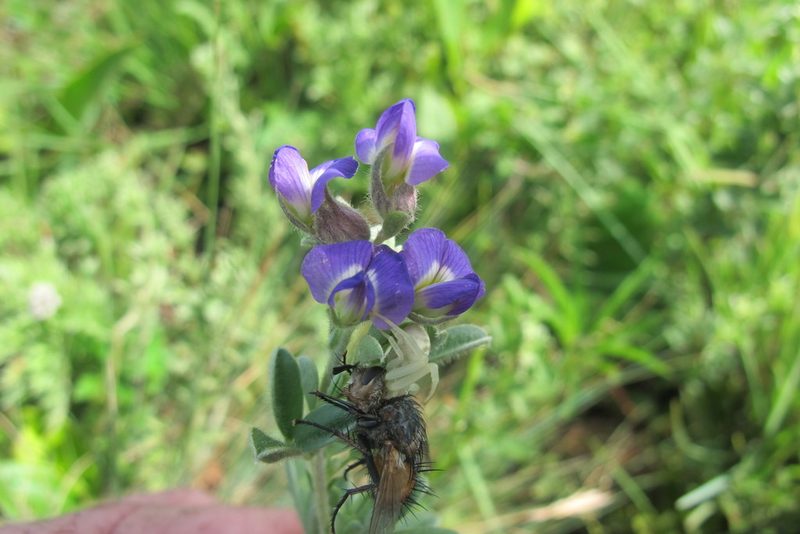Lotononis lotononoides, photographed by James Deacon