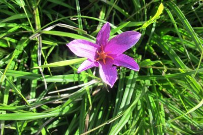 Xerophyta viscosa, photographed by James Deacon