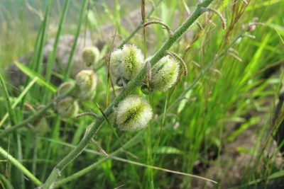 Trachyandra gerrardii, photographed by James Deacon