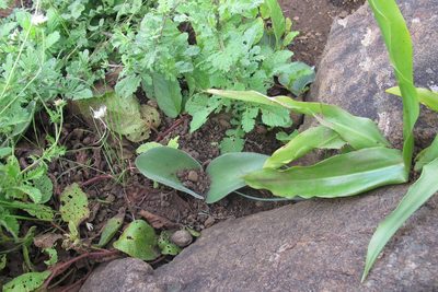 Haemanthus humilis, photographed by James Deacon