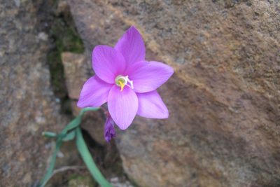 Hesperantha scopulosa, photographed by James Deacon
