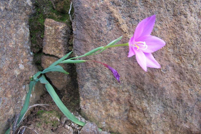 Hesperantha scopulosa, photographed by James Deacon
