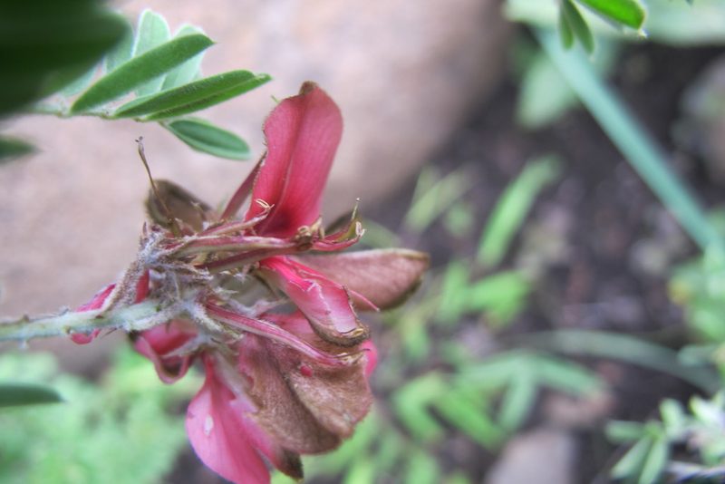 Indigofera dregeana, photographed by James Deacon