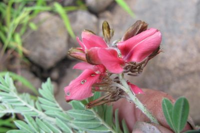 Indigofera dregeana, photographed by James Deacon