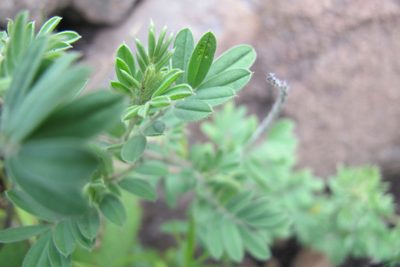 Indigofera dregeana, photographed by James Deacon