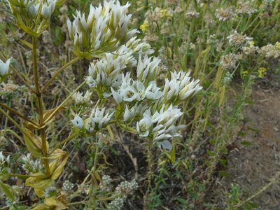 Swertia densifolia, photographed by Dinesh Valke