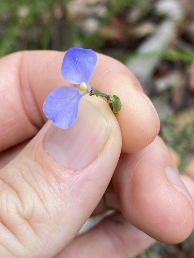 Comesperma sphaerocarpum, photographed by Greg Tasney