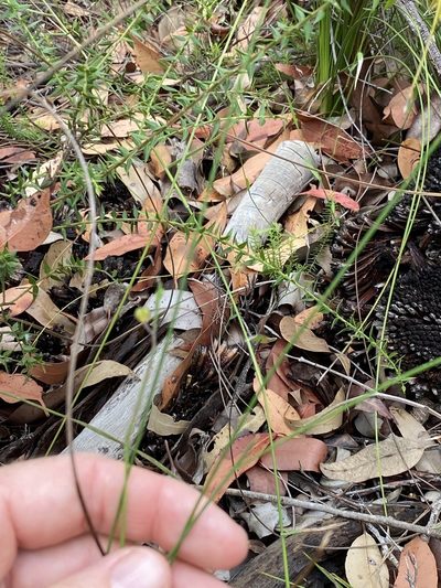 Comesperma sphaerocarpum, photographed by Greg Tasney