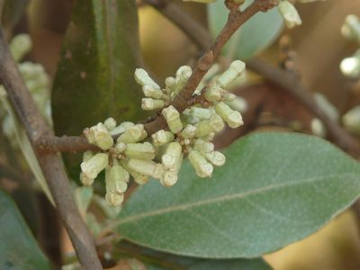 Elaeagnus latifolia, photographed by Dinesh Valke