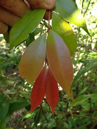 Syzygium paniculatum, photographed by Duncan Cunningham