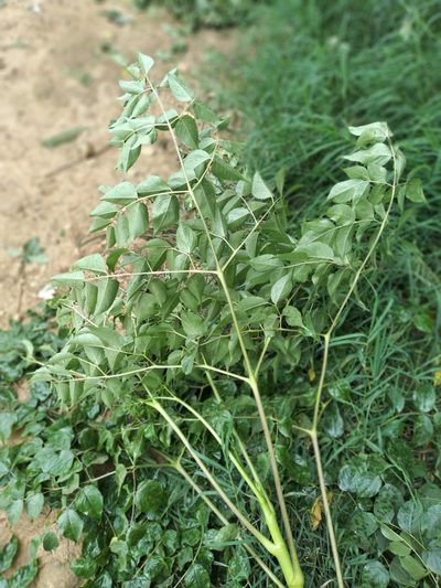Aralia soratensis, photographed by Alfredo F. Fuentes Claros