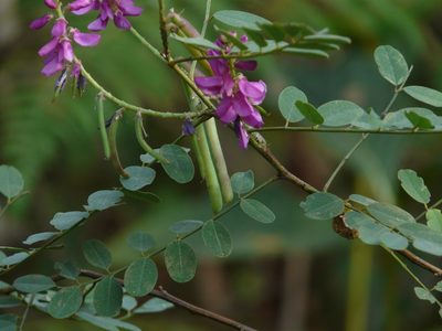 Indigofera cassioides, photographed by Dinesh Valke