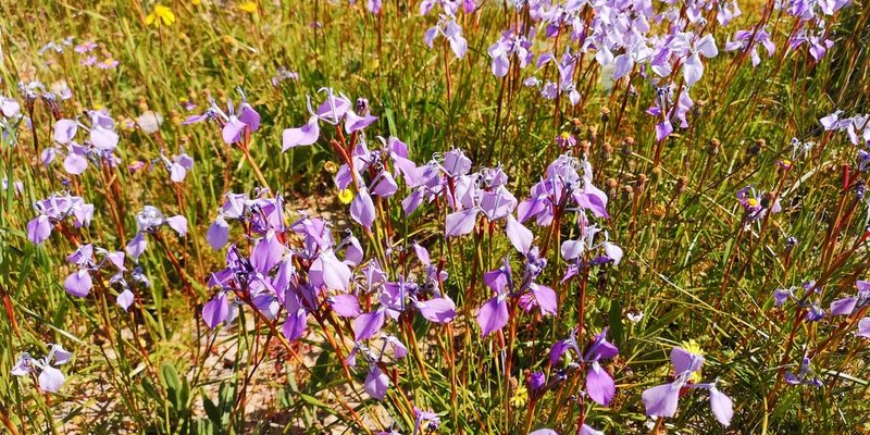 Moraea grandis, photographed by leandra-k_89