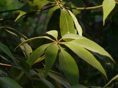 Actinodaphne lanceolata, photographed by Dinesh Valke