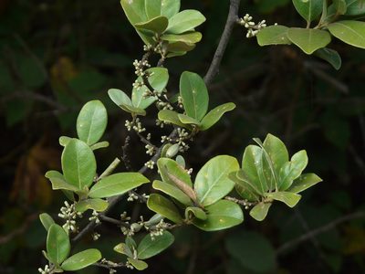 Elaeagnus latifolia, photographed by Dinesh Valke