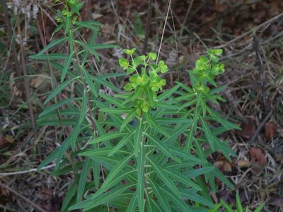 Euphorbia rothiana, photographed by Dinesh Valke