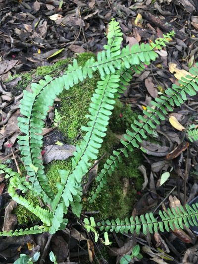 Asplenium monanthes, photographed by margaritarestrepou