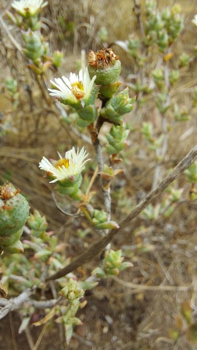Erepsia hallii, photographed by Jacques van der Merwe