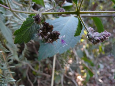 Pogostemon benghalensis, photographed by Dinesh Valke