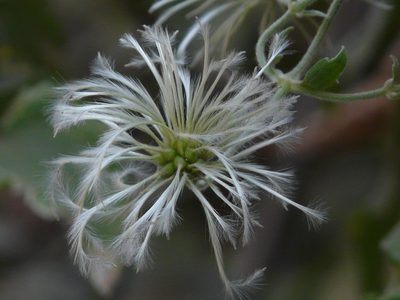 Clematis wightiana, photographed by Dinesh Valke