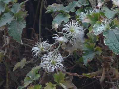 Clematis wightiana, photographed by Dinesh Valke