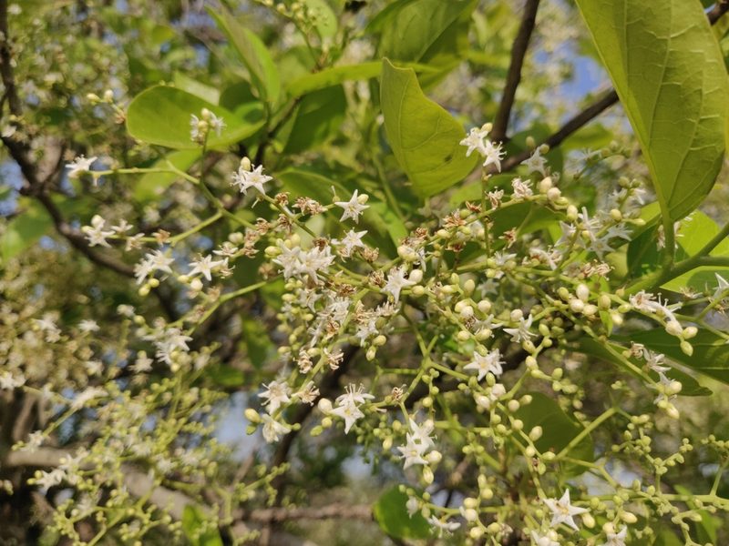 Ehretia aspera, photographed by Rohit Naniwadekar
