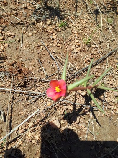 Portulaca kermesina, photographed by Manuel R Popp