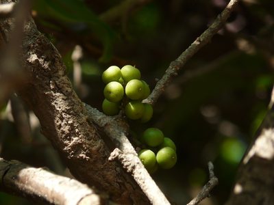 Embelia drupacea, photographed by Dinesh Valke