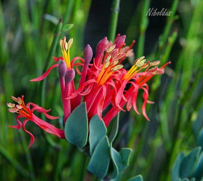 Tristerix verticillatus, photographed by Nicolás Villaseca Merino