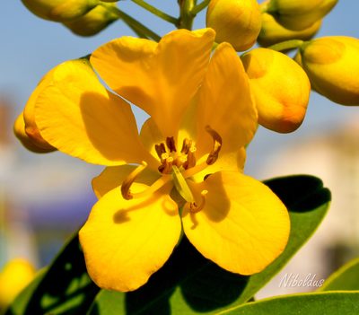 Senna candolleana, photographed by Nicolás Villaseca Merino