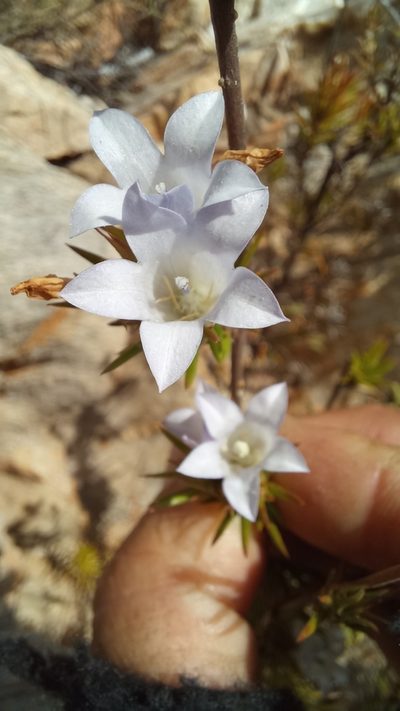 Prismatocarpus cliffortioides, photographed by kevin koen