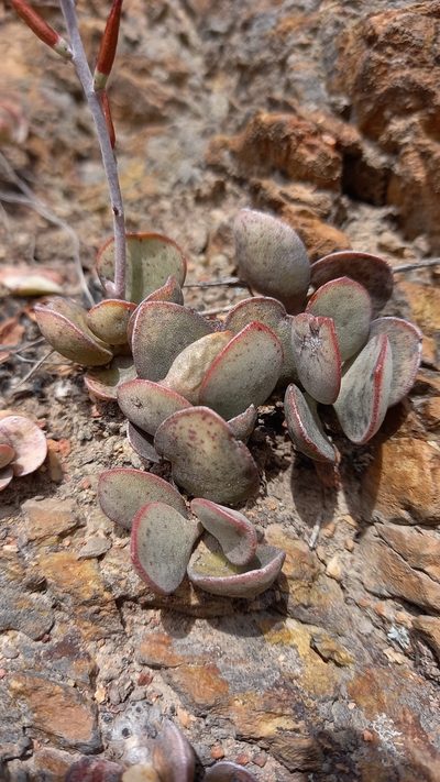 Adromischus inamoenus, photographed by kevin koen