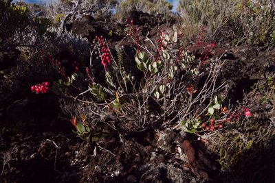 Agarista buxifolia, photographed by Benoit NABHOLZ