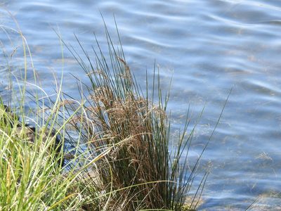 Juncus maritimus, photographed by Duarte Frade