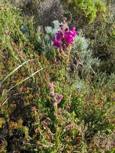 Antirrhinum cirrhigerum, photographed by bobcat-otter