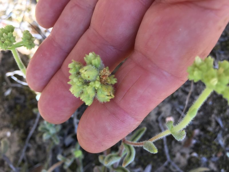 Crassula mesembryanthoides, photographed by Caroline Voget