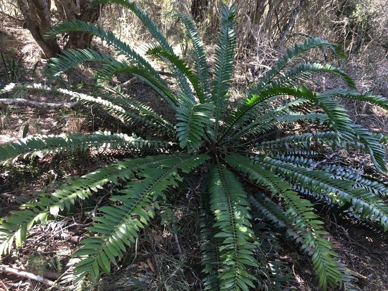 Encephalartos altensteinii, photographed by Caroline Voget